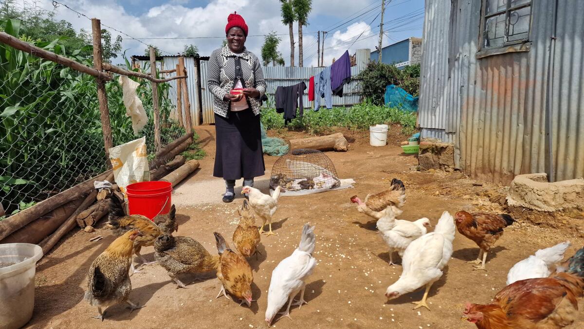 EFL project participant feeding her chickens after the poultry training