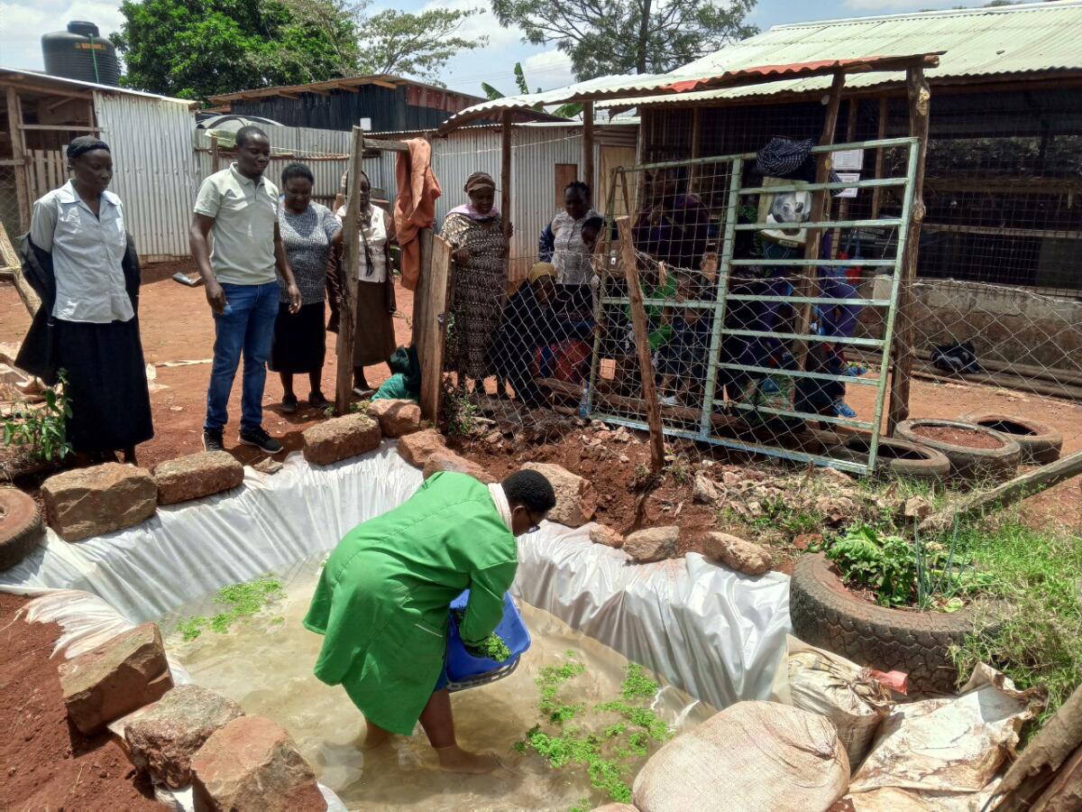 Demonstration of Growing Azolla at ERCN